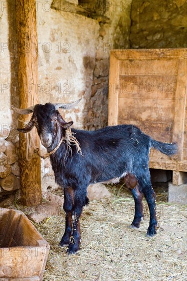 Goat shed