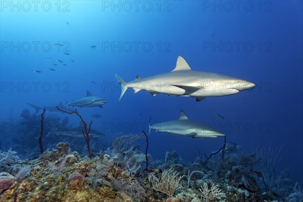 Caribbean reef shark