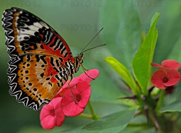 Butterfly Garden Tropical Butterfly Cethosia hypsea Flowers of the crown of thorns