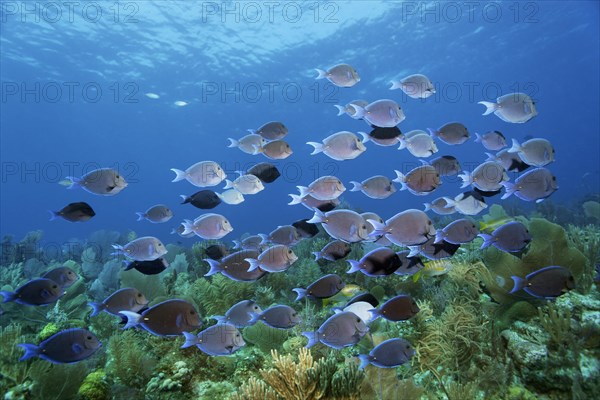 Shoal of atlantic blue tang