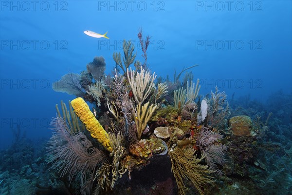 Typical Caribbean coral reef with various corals