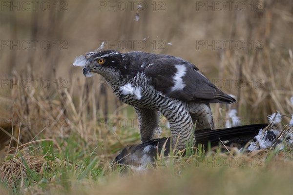 Northern goshawk