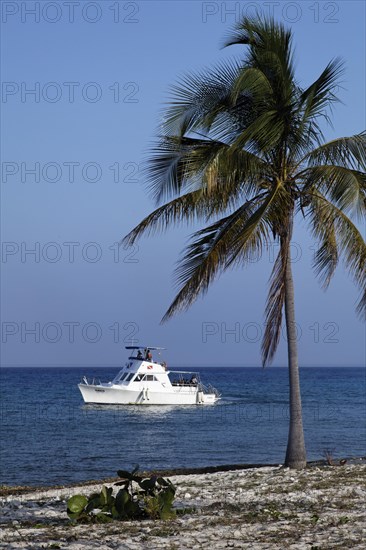 Beach with palm tree