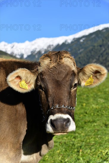 Female domestic cattles