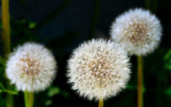 Three dandelions