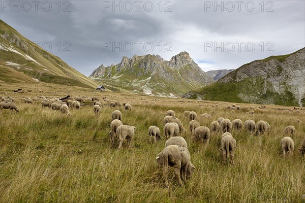 Flock of sheep near Valloire
