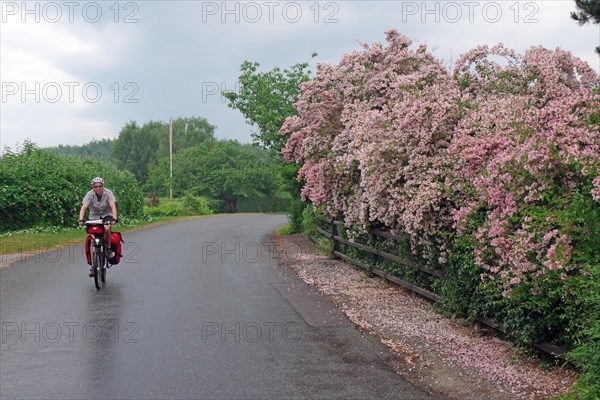 Cyclist with luggage in front of flowering lilac hedge