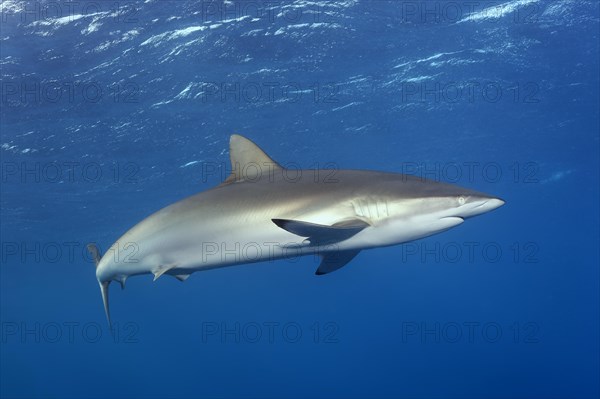 Silky shark