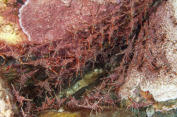 Colony of camel shrimp