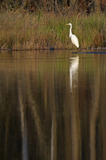 Great egret