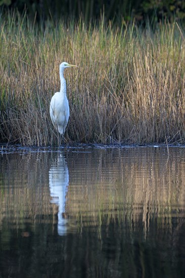 Great egret