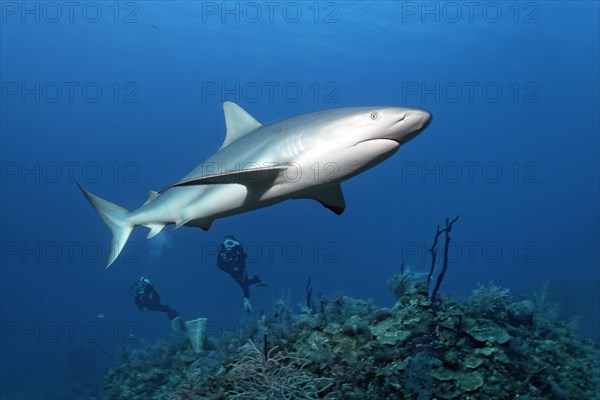 Diver observes caribbean reef shark