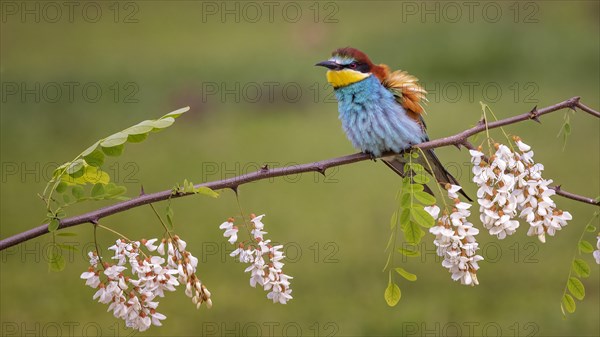 Bee-eater