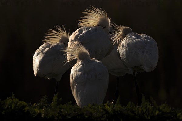 Eurasian spoonbill