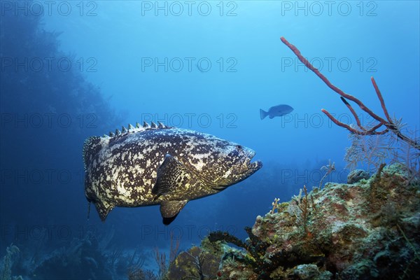 Atlantic goliath grouper