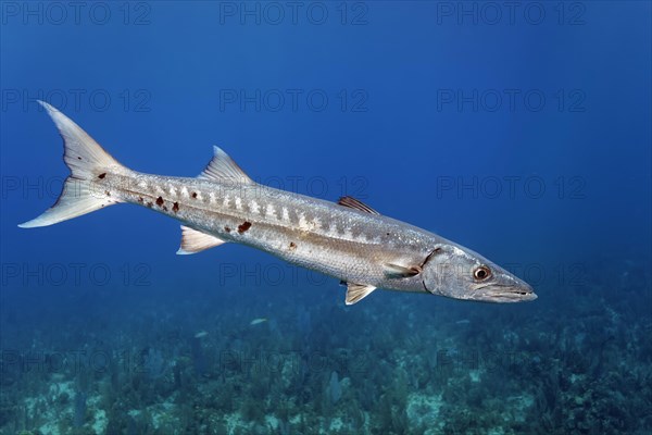 Great barracuda