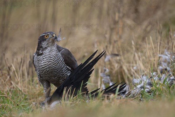 Northern goshawk