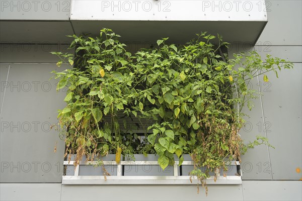 Overgrown balcony