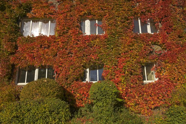 Autumn foliage