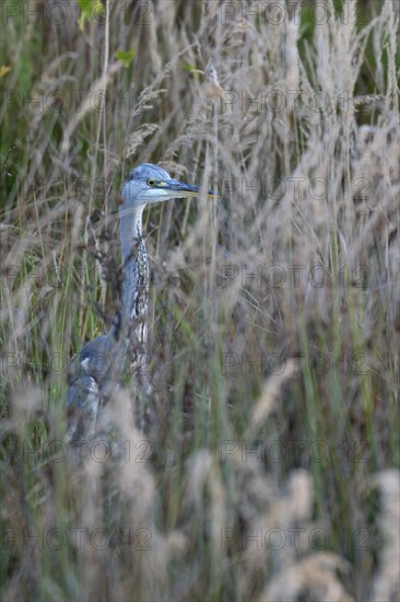 Grey heron