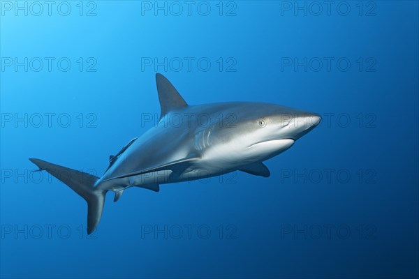 Caribbean reef shark