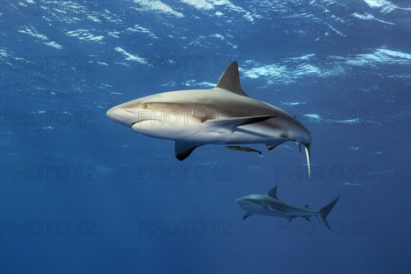 Caribbean reef shark