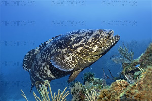 Atlantic goliath grouper