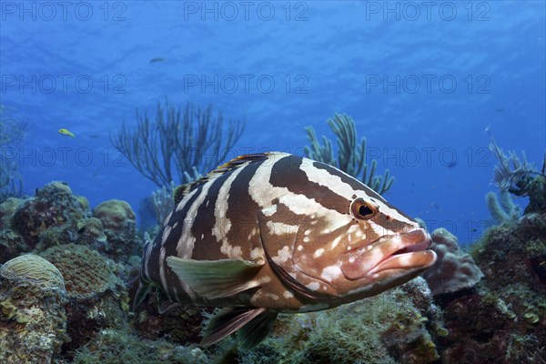 Nassau grouper