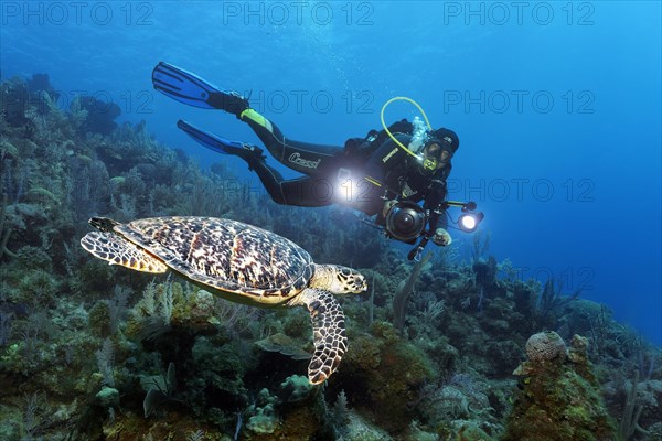 Cuban diver