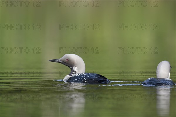 Black-throated loon