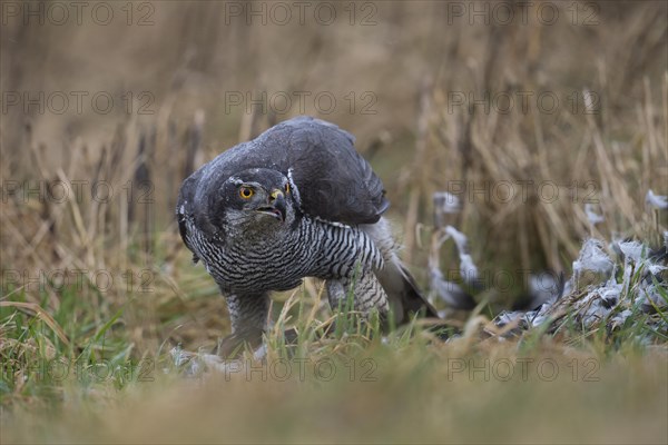 Northern goshawk