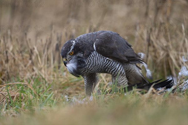 Northern goshawk