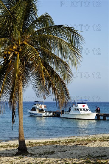 Beach with palm tree