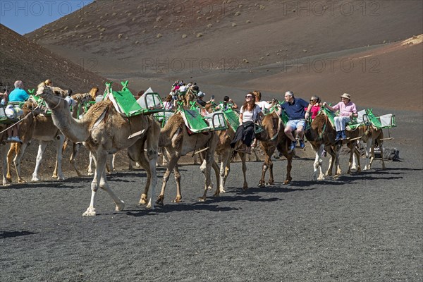 Tourists riding dromedaries in Timanfaya National Park