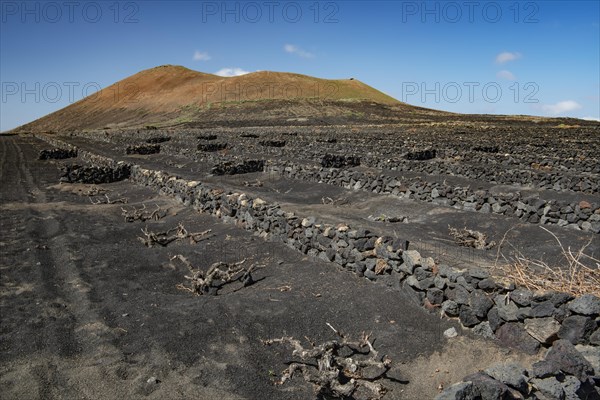 Vines with walls of lava rock