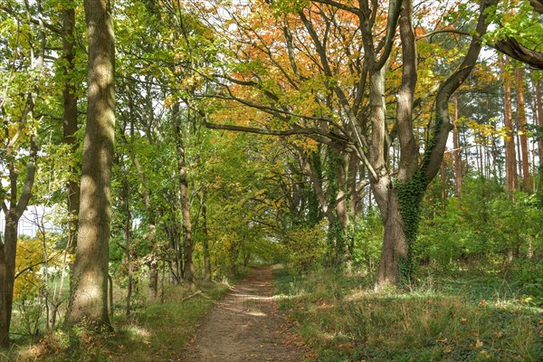 Forest path near Neuruppin