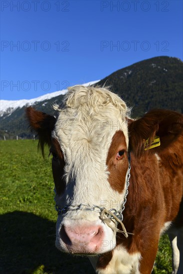 Female domestic cattles