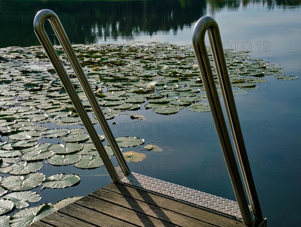 Water lilies in bathing establishment at Egelsee