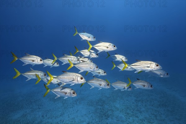 Swarm of Bigeye trevally or West Atlantic Carangidae swimming in the open sea over a sandy bottom
