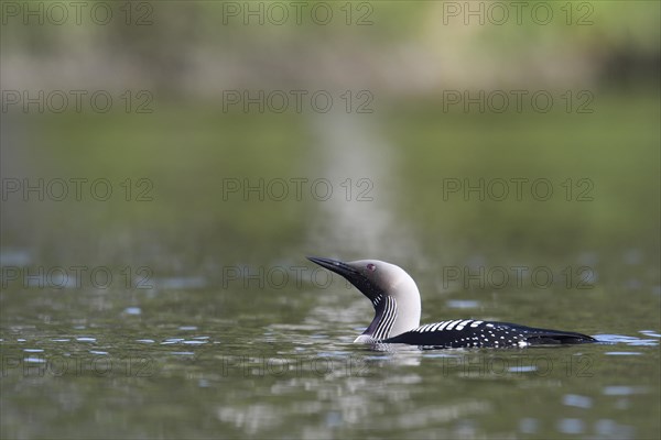 Black-throated loon