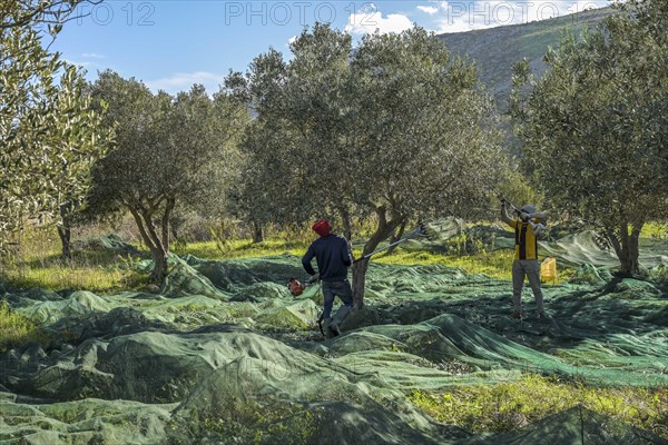 Olive harvest near Custonaci