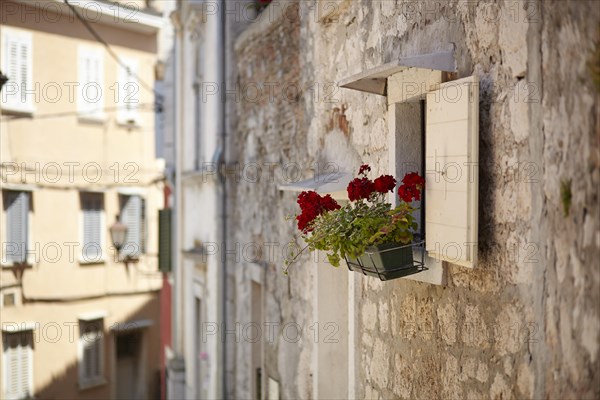 Window flowers in Rovinj