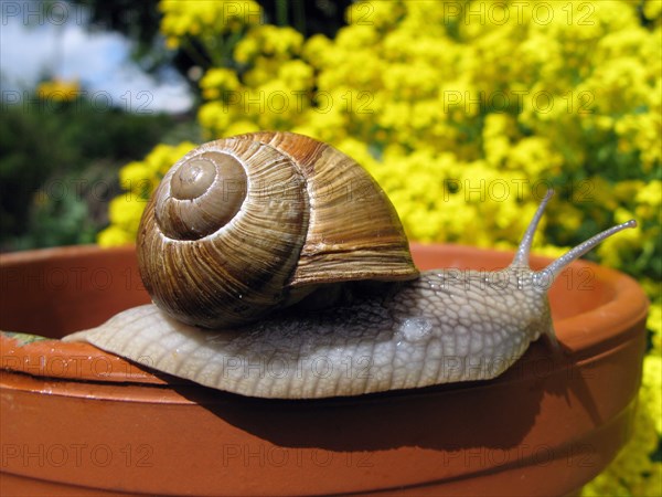 Burgundy snail