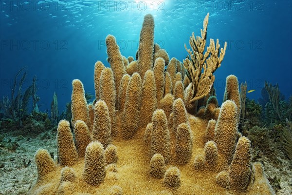 Pillar coral