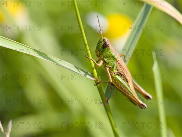 Meadow grasshopper