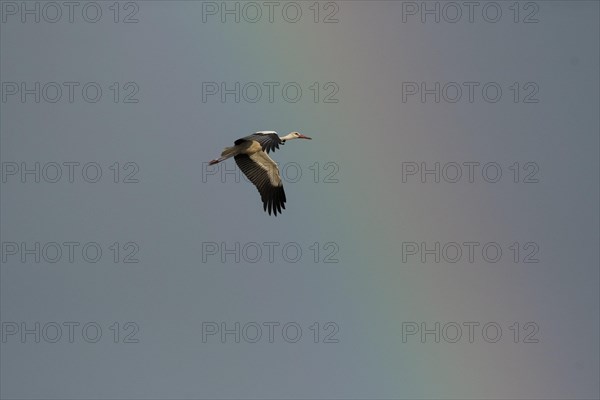 White stork