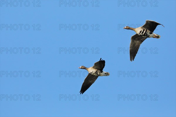 Greater white-fronted geese