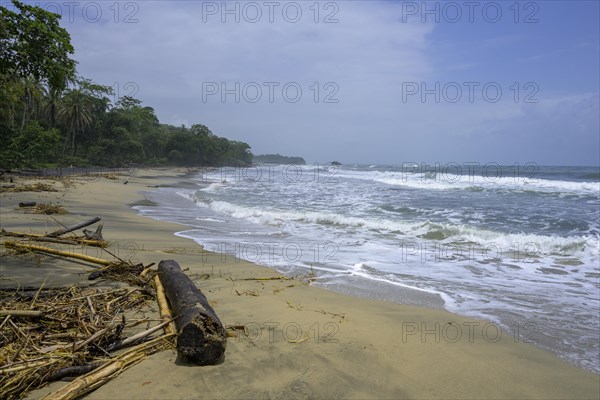 Wild beach with driftwood