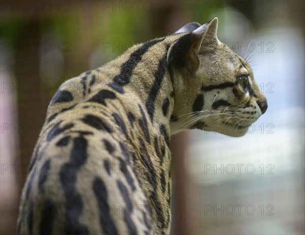 Margay