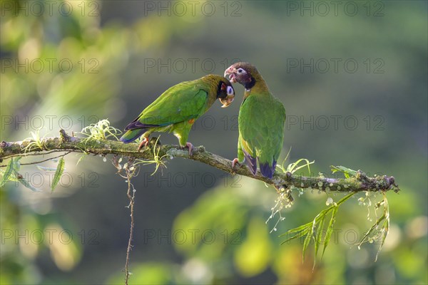 Brown-hooded parrots